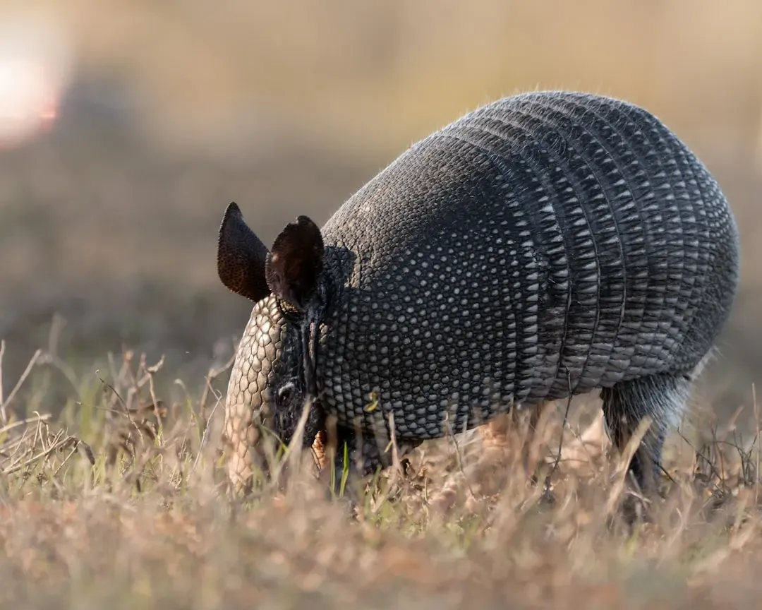 Bone As Armor: Osteoderms, Carapaces, And The Physics Of Being Tough (Image Credits: Unsplash)