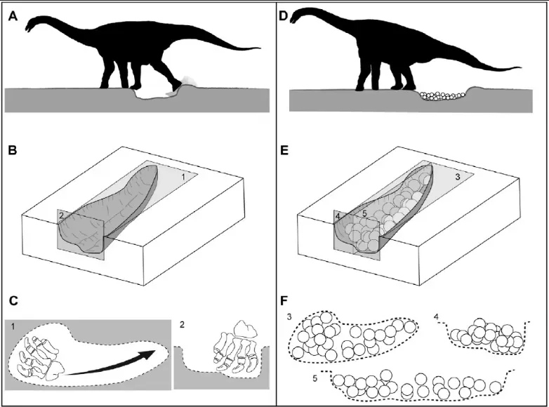 Theory 5: Egg Burial and Letting Decomposing Vegetation Do the Work (By Bernay, V, Jackson, F.D., Fortuny, J. & Sellés, A.G. (2010), CC BY 4.0)