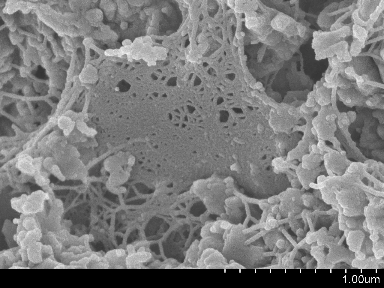 6. Microbes and Viruses That Outlived Civilizations (Life on a Grain of Sand 12, CC BY 2.0)