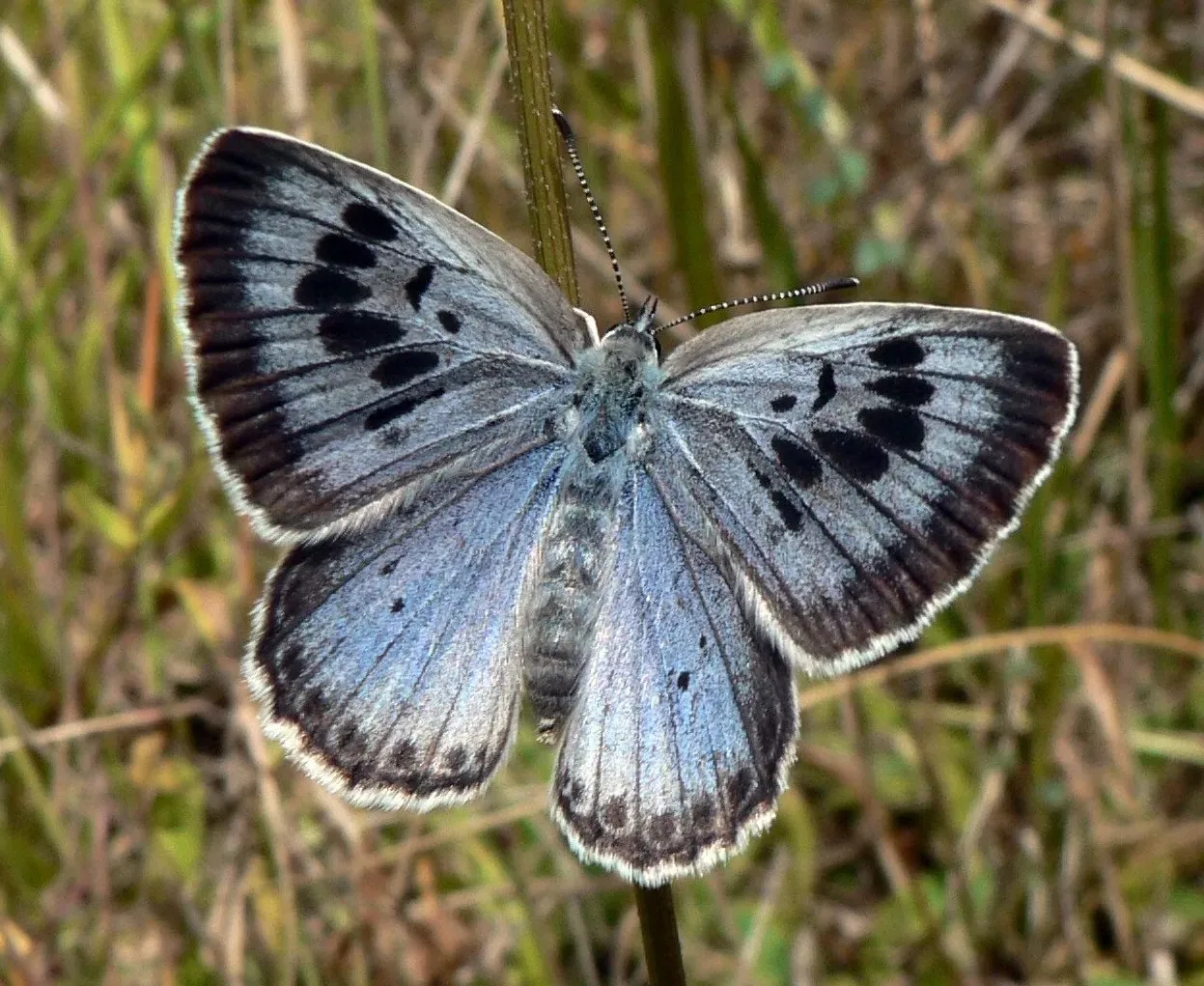 #5 - The Large-Blue Butterfly: An Extinction Engineered by Ants (By PJC&Co, CC BY-SA 3.0)
