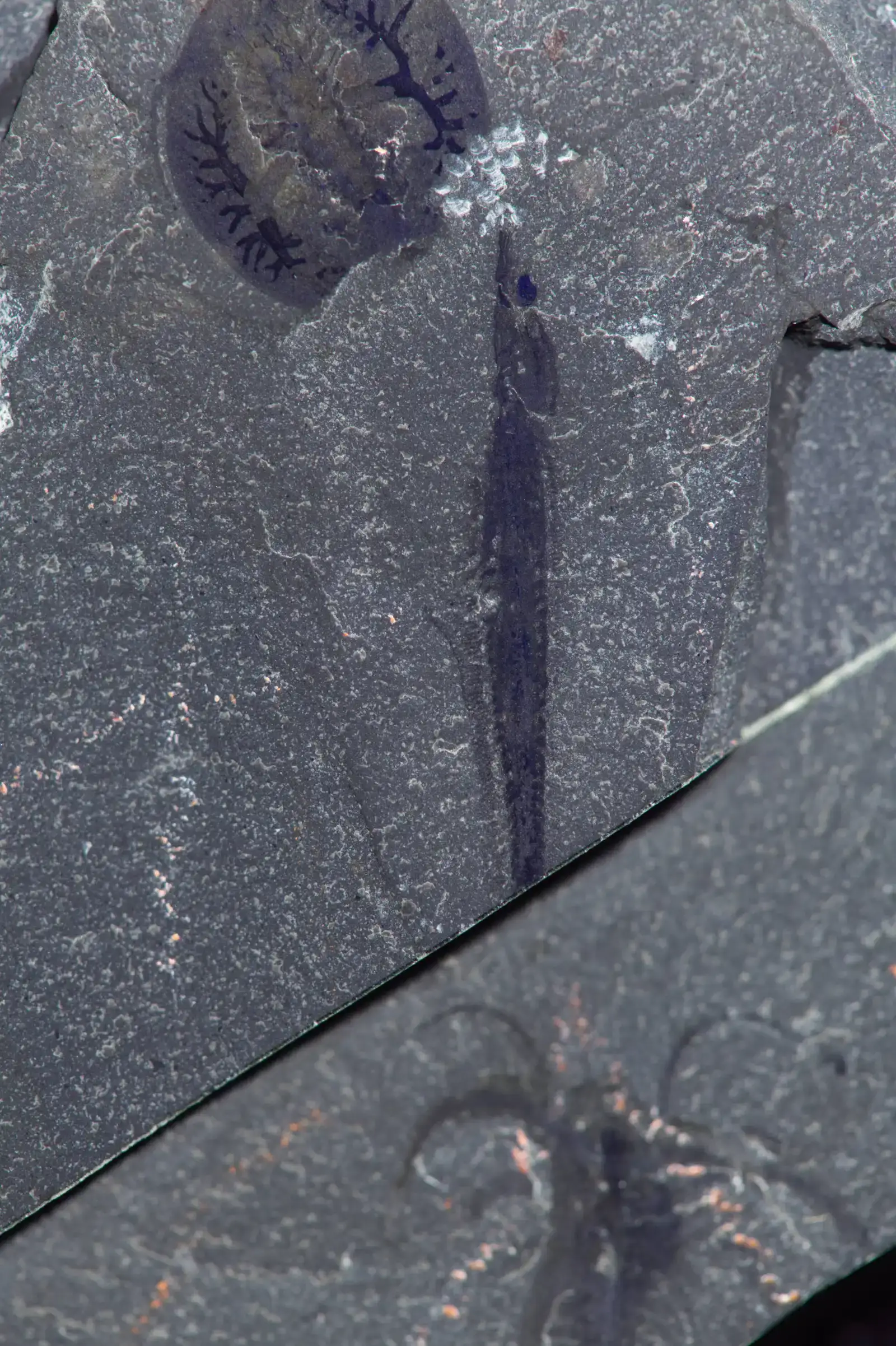 #6 - Nectocaris: The Fossil That Rewrote Squid History Overnight (By Jean-Bernard Caron, CC0)