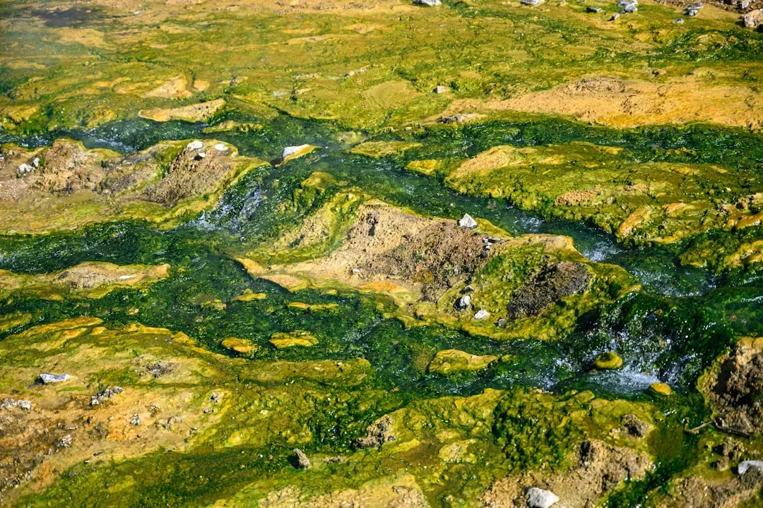 Microbes Were The Planet’s First World Builders (Image Credits: Unsplash)