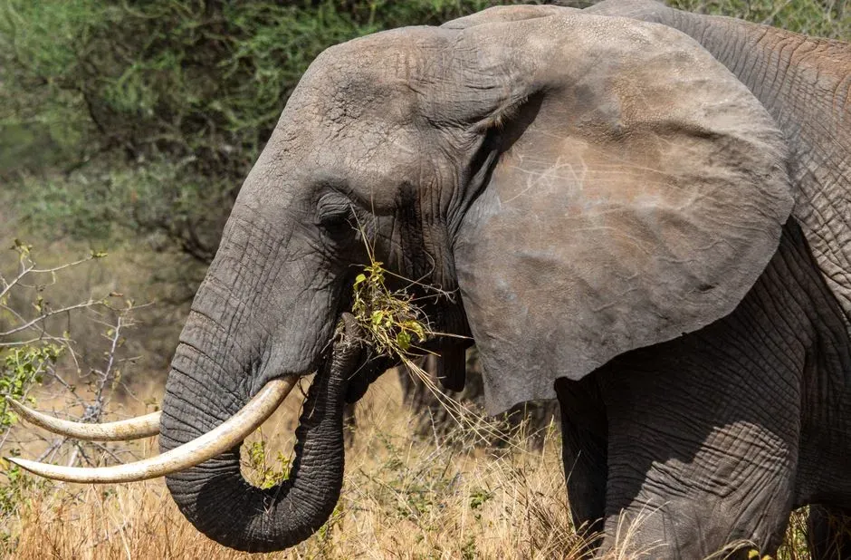 #15 - Elephants Show a "Handedness" With Their Tusks, and No One Knows What Decides It (Image Credits: Pexels)