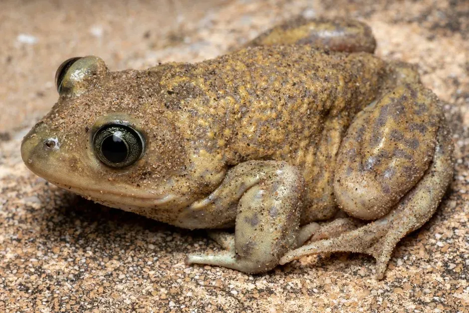 6. Lissamphibians: Ancient Survivors Struggling in a Toxic Age (Image Credits: Pexels)