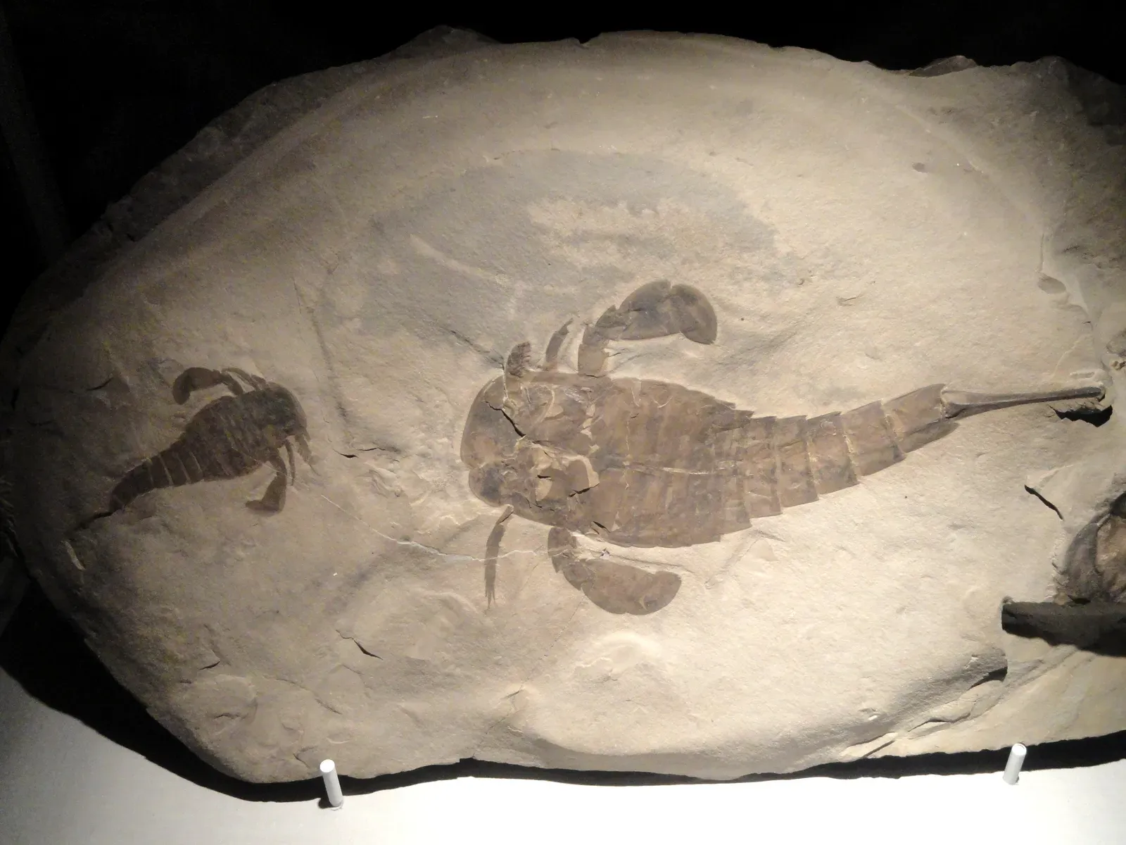 #12 - Pentecopterus: The Sea Scorpion Named After a War Machine (By Daderot, CC0)
