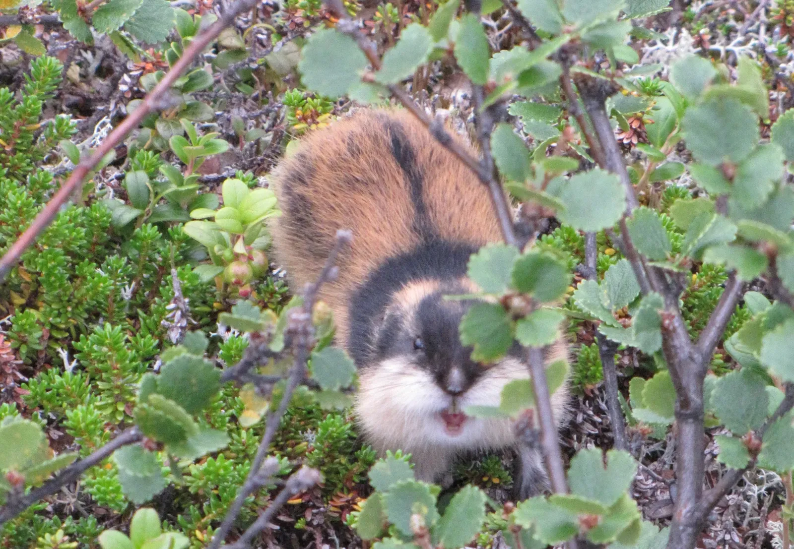 #10 - Lemmings Migrate Into Disaster and Scientists Still Don't Know Why (By Lakkahillo, CC BY-SA 3.0)