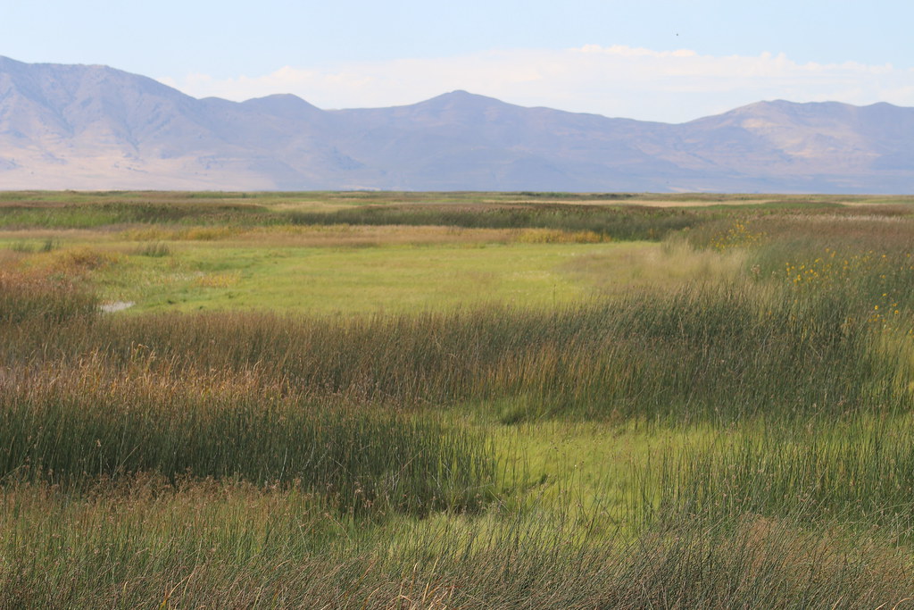 Sagittarius: The Migratory Grassland Networks (Image Credits: Flickr)