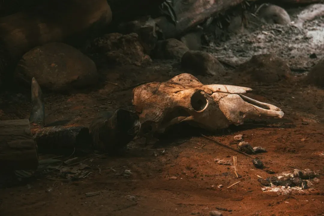 Iron Age Celts in Verona: A Menagerie of the Afterlife (Image Credits: Unsplash)