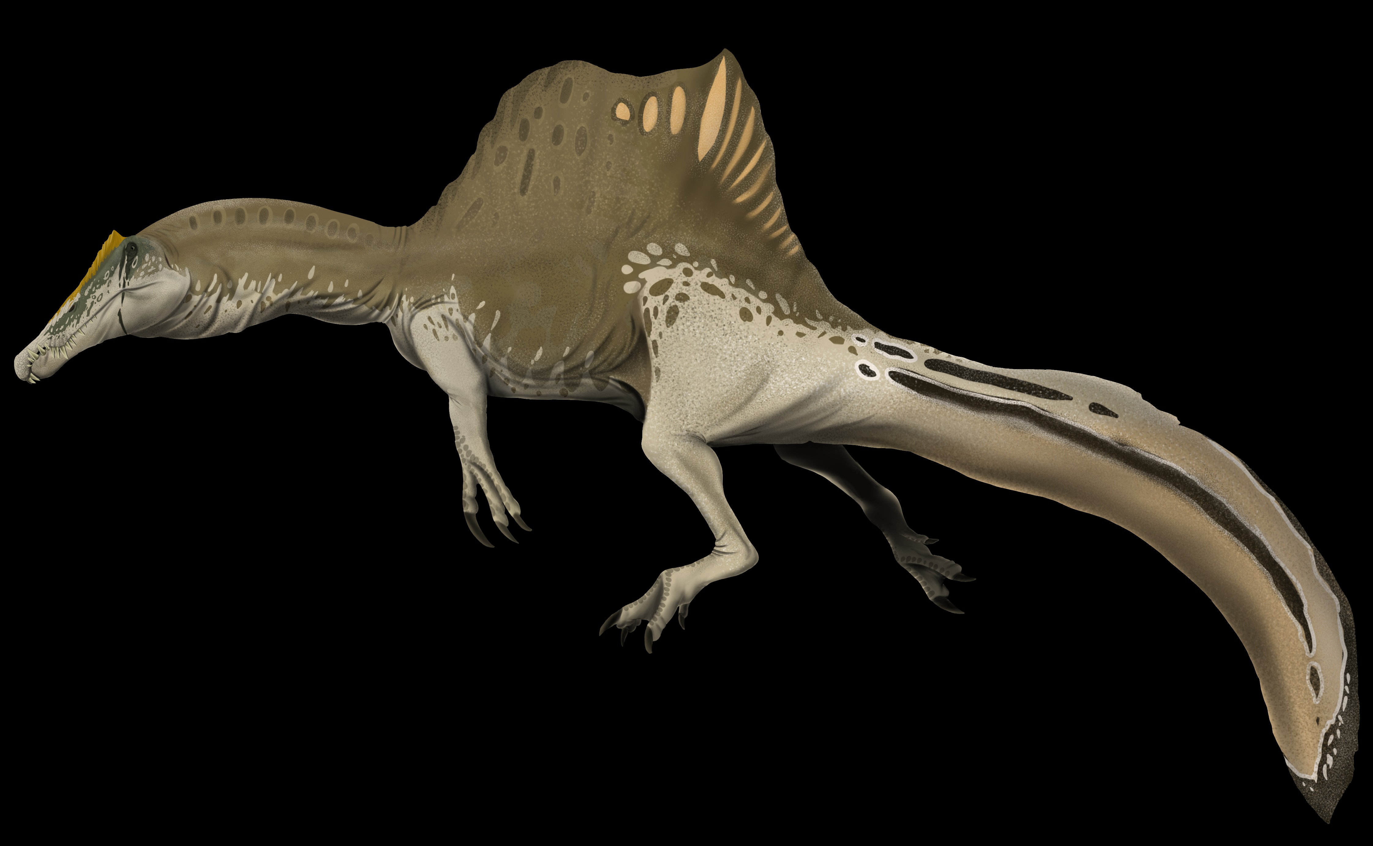Spinosaurus - The Fish-Eating Giant with Crocodilian Features (Image Credits: Wikimedia)