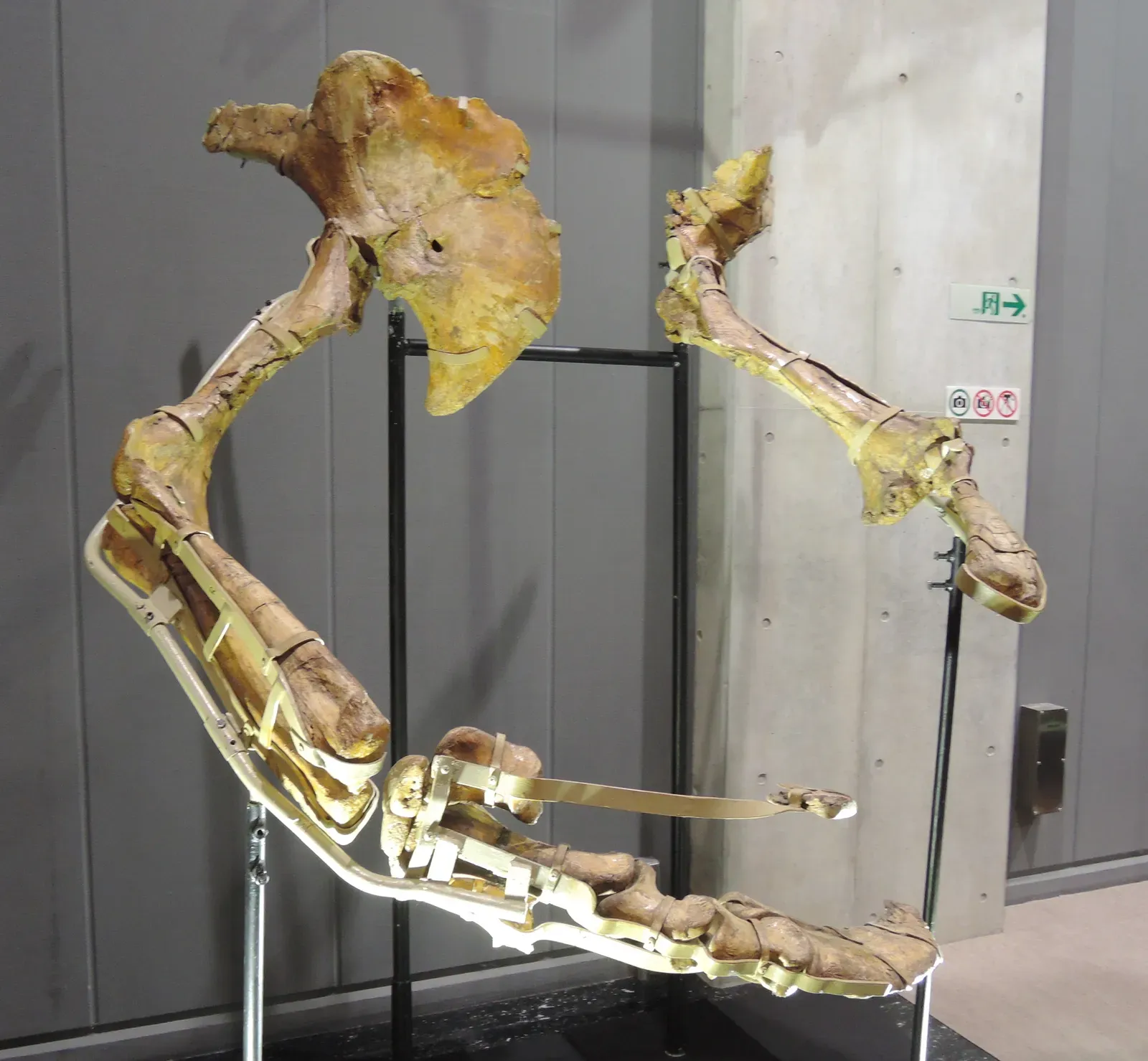 A Body That Looks Wrong for Its Own Claws (2014-03-25 12.46.44, CC BY 2.0)