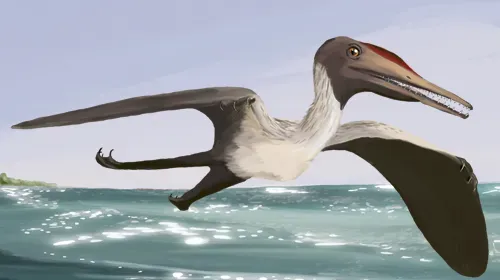 Pterodactyl Isn't Even the Right Name (Image Credits: Wikimedia)