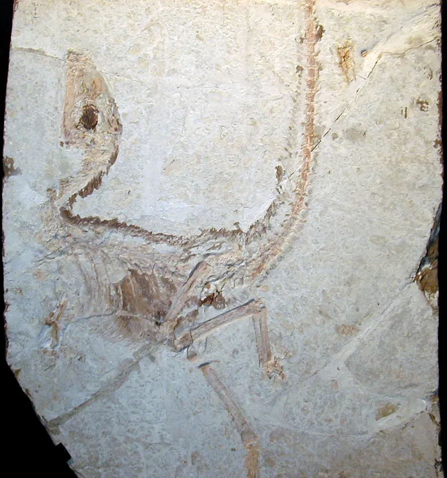 Sinosauropteryx and Its Ginger Tail: The First Real Colors Identified (James St. John, Flickr, CC BY 2.0)