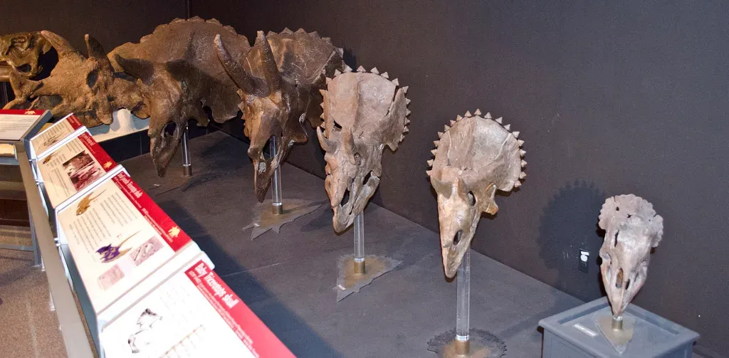 Reading the Rock Record: What Fossils Actually Tell You (Tim Evanson, Flickr, CC BY-SA 2.0)