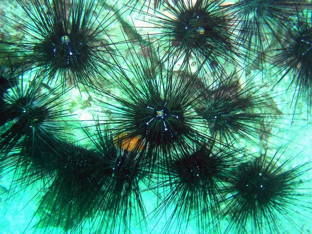 7. Sea Urchins: Spiny Tanks of the Ocean Floor (prilfish, Flickr, CC BY 2.0)