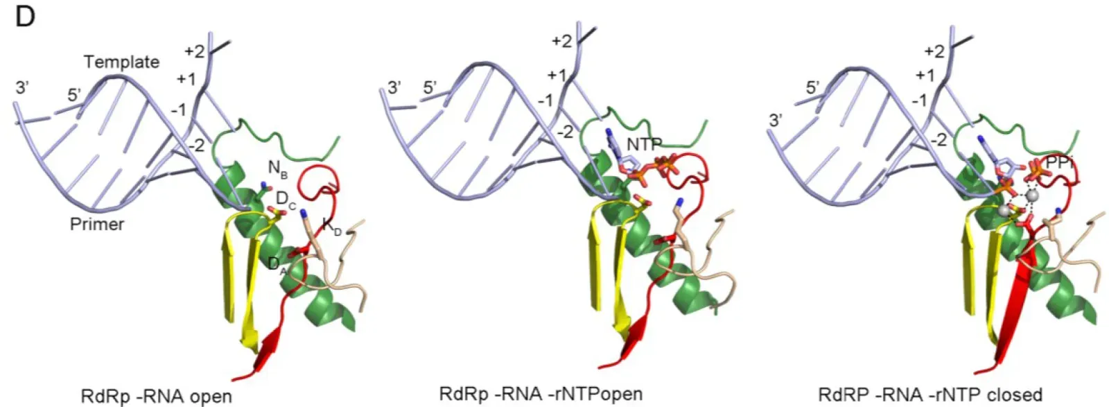 RNA Self-Replication (Image Credits: Wikimedia)
