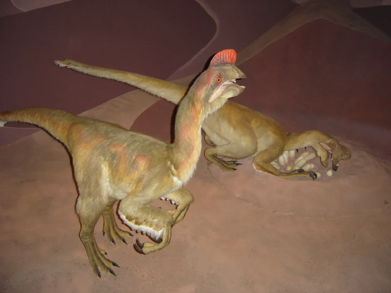 Bird-Like Brooding Behavior in Feathered Dinosaurs (Image Credits: Wikimedia)