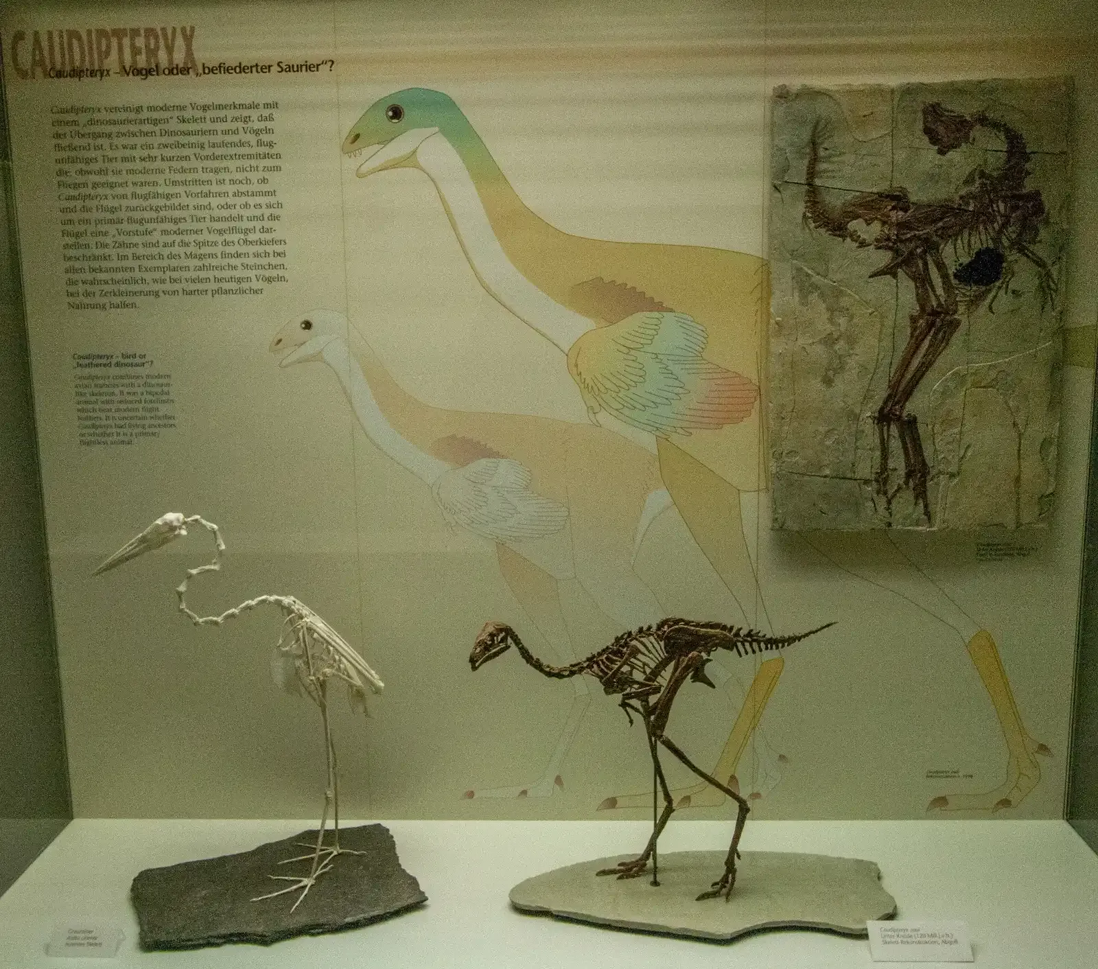 Filling the Gaps: Comparative Anatomy and Living Relatives (Image Credits: Wikimedia)
