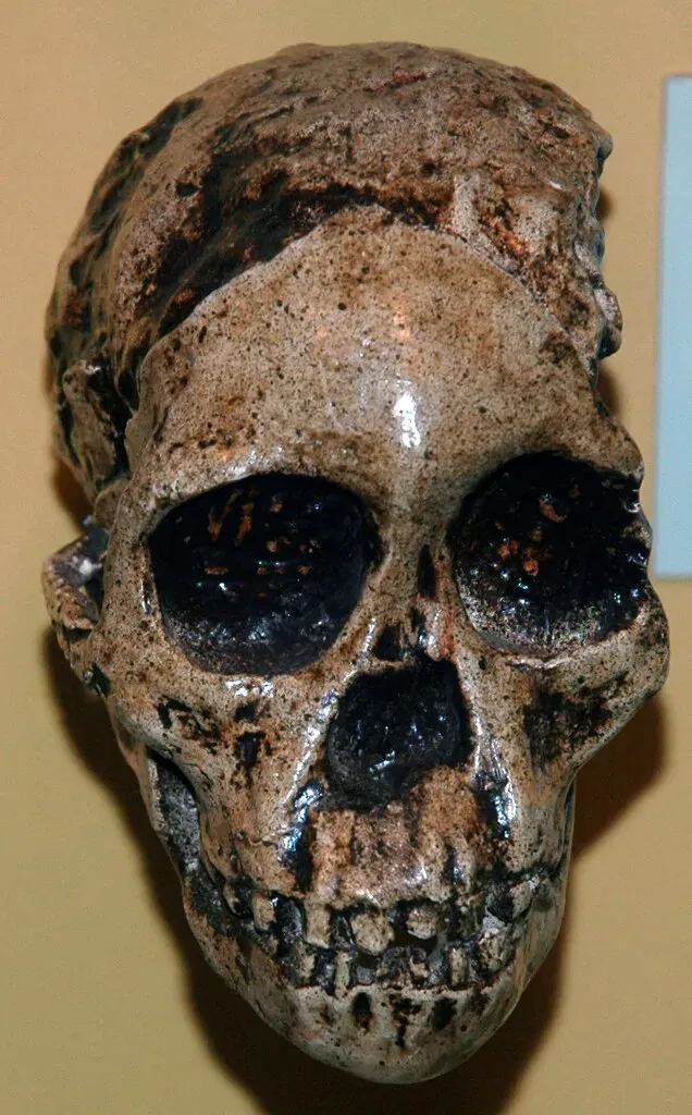 The Taung Child: A Tiny Face That Challenged Big-Brain Arrogance (James St. John, Flickr, CC BY 2.0)