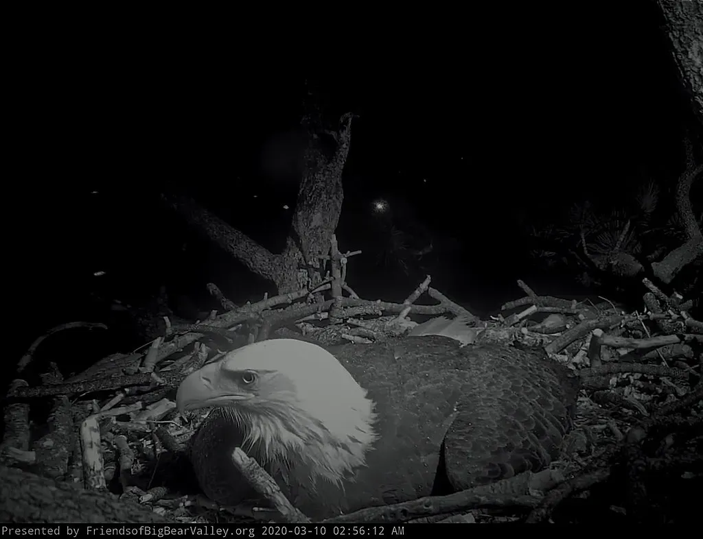 #2 - A Grieving Bachelor Eagle Once "Incubated" a Rock - Then Got a Real Chick (jalexartis, Flickr, CC BY 2.0)