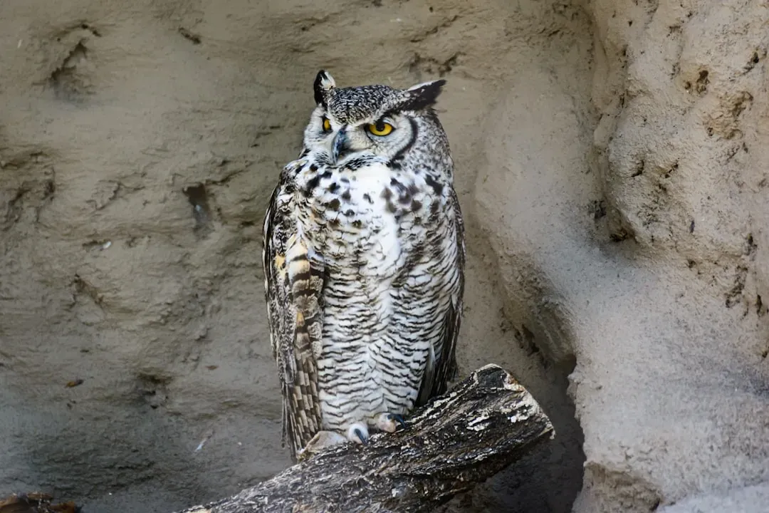 Cancer: The Great Horned Owl (Image Credits: Unsplash)
