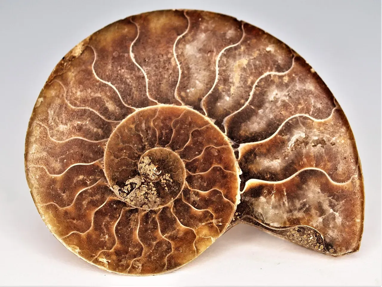#7 - Ammonites Just Drifted Passively Through Ancient Seas (Image Credits: Pixabay)