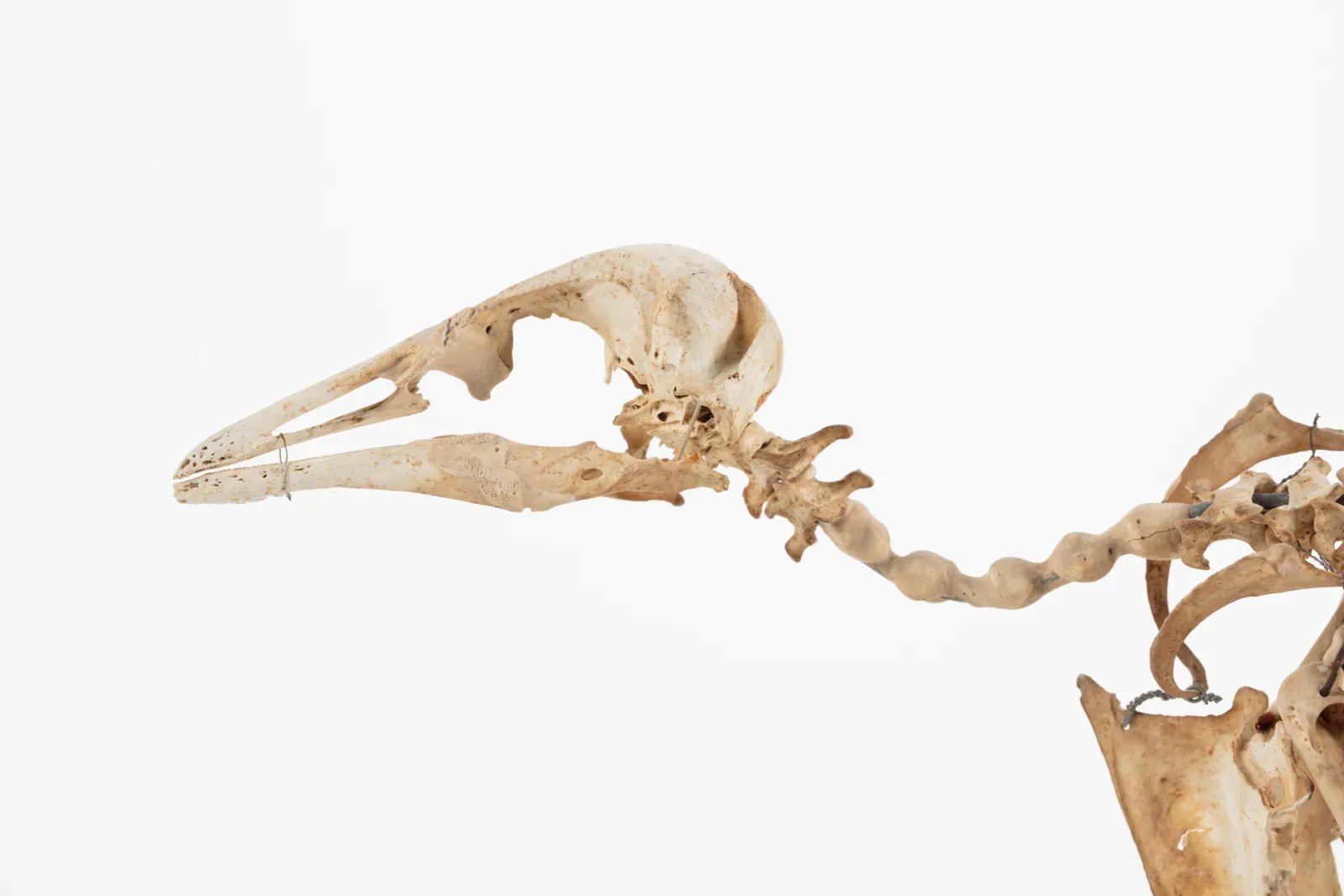 #9 – Penguin Fossils Showing Up Far Outside Their Modern Range (By Auckland War Memorial Museum Tāmaki Paenga Hira, CC BY 4.0)