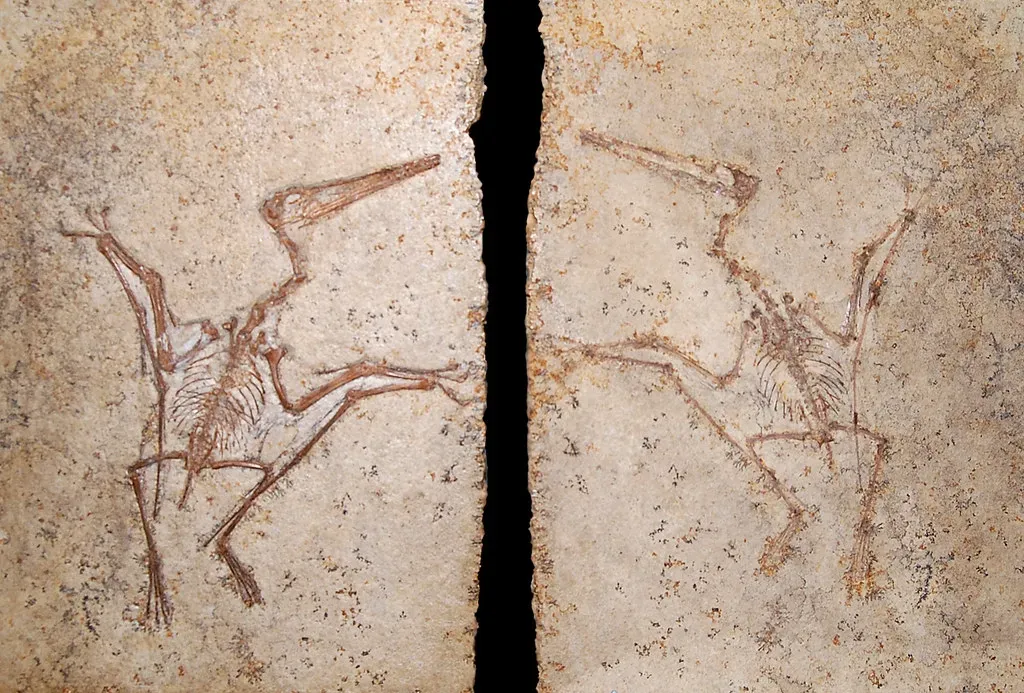 3. This “Pterodactyl” Was Closer in Size to a Songbird Than a Movie Monster (paleo_bear, Flickr, CC BY 2.0)