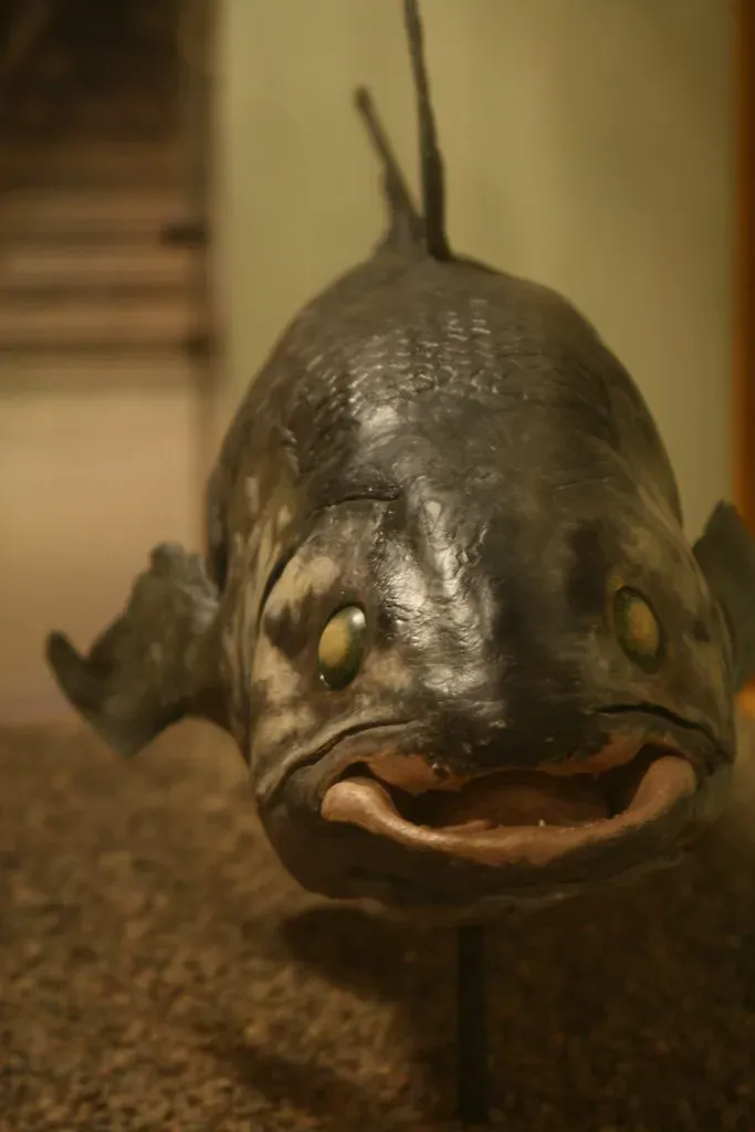 6. You’ll Notice It Has a Very Odd, Hinged Skull (quinn.anya, Flickr, CC BY-SA 2.0)