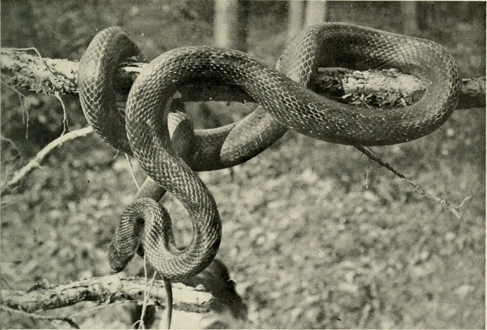 #11 - The Sea Serpent That Got Its Own Scientific Name (By Internet Archive Book Images, No restrictions)