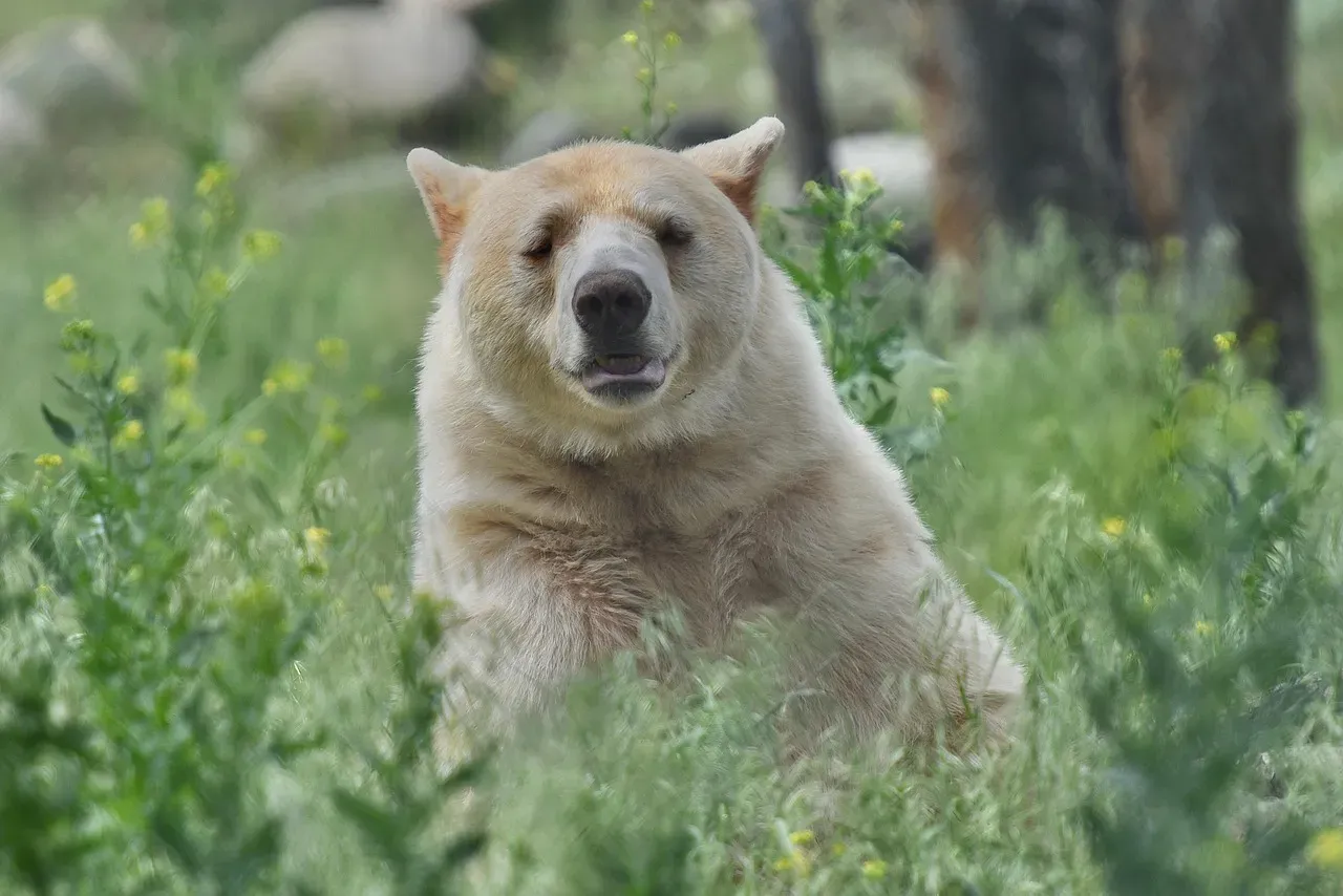 Decoding Messages From Your Animal Guide (Image Credits: Pixabay)