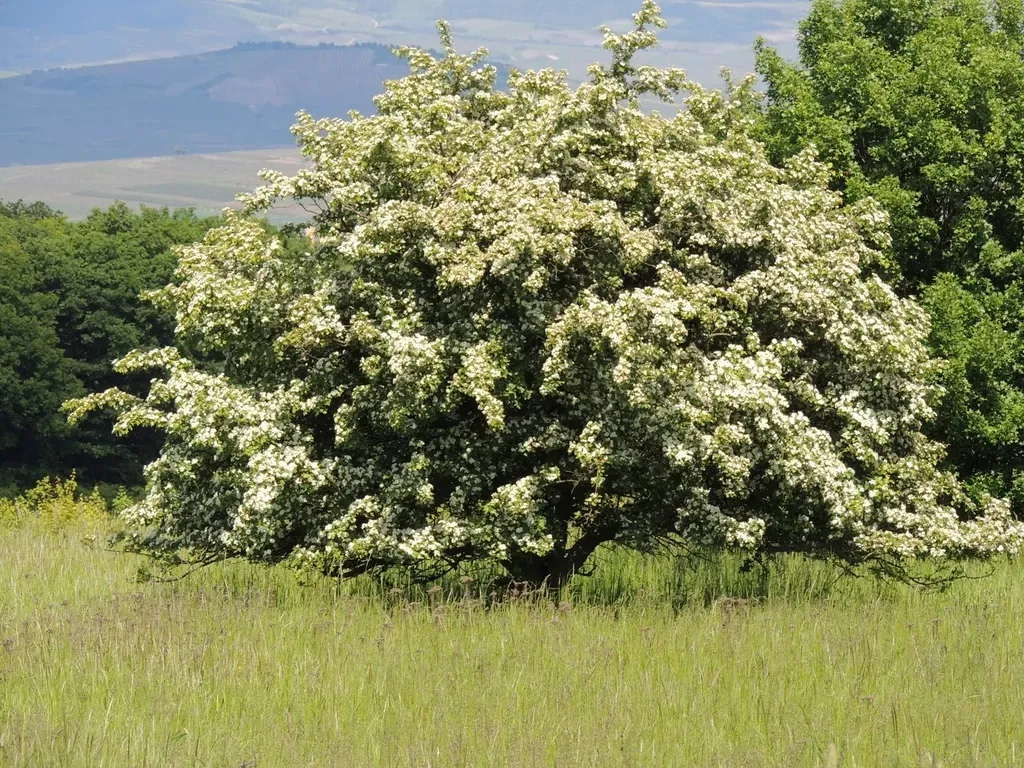 Virgo – Hawthorn Tree (Image Credits: Rawpixel)