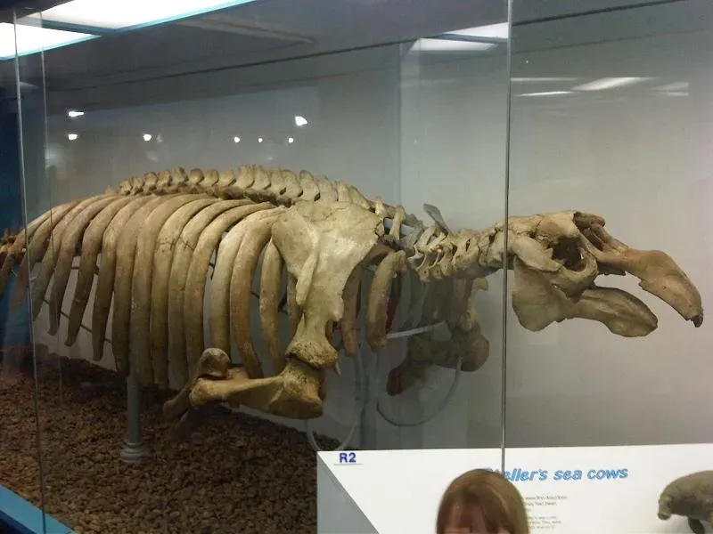 #5 - The Steller's Sea Cow: A Living "Island" Butchered in 27 Years (kindly granted by the author, CC BY-SA 4.0)