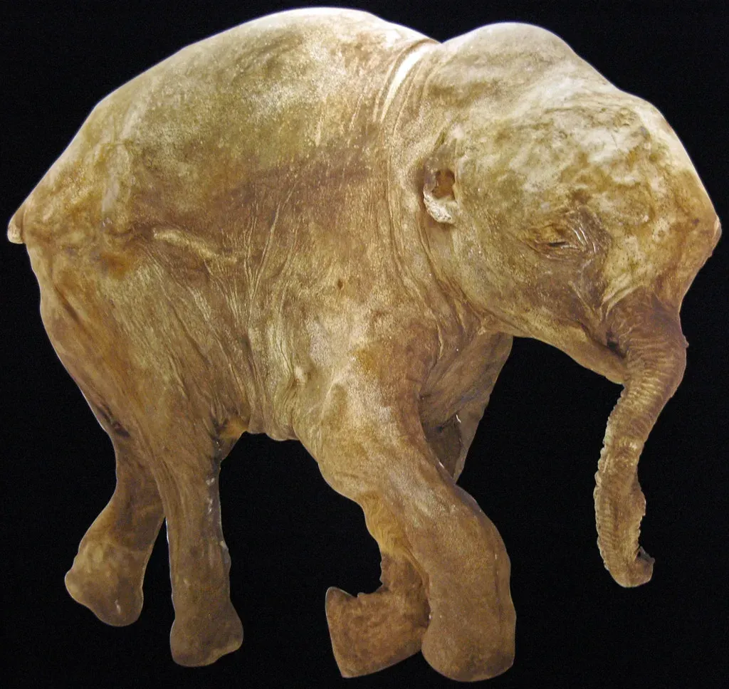 What They Ate and How They Ate It: The Mammoth Diet (James St. John, Flickr, CC BY 2.0)