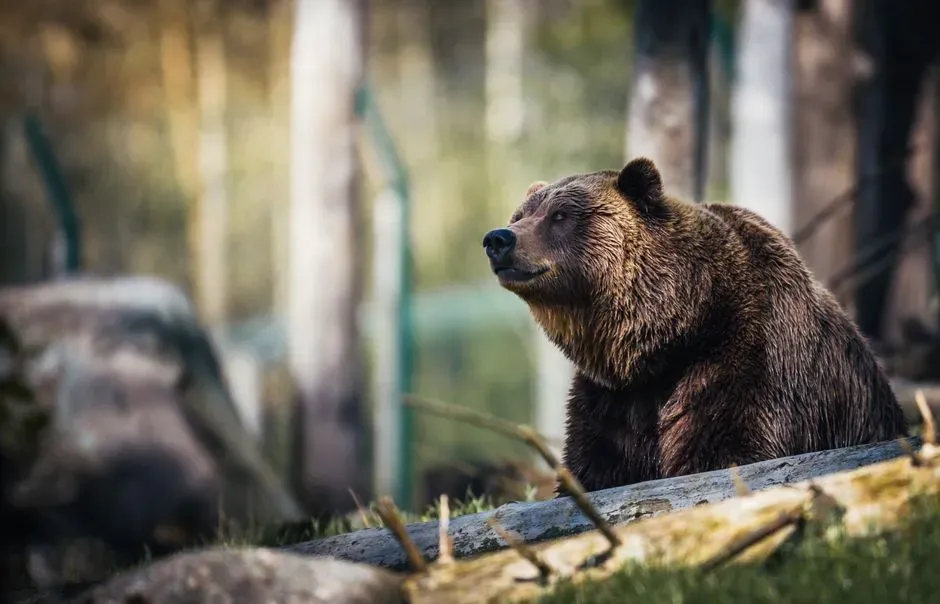#2 - "They Fear Humans and Will Naturally Avoid Us" (Image Credits: Pexels)