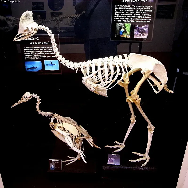 #27 – The Human-Sized Penguin That Breaks the Climate Story (Open Cage, CC BY-SA 2.5)