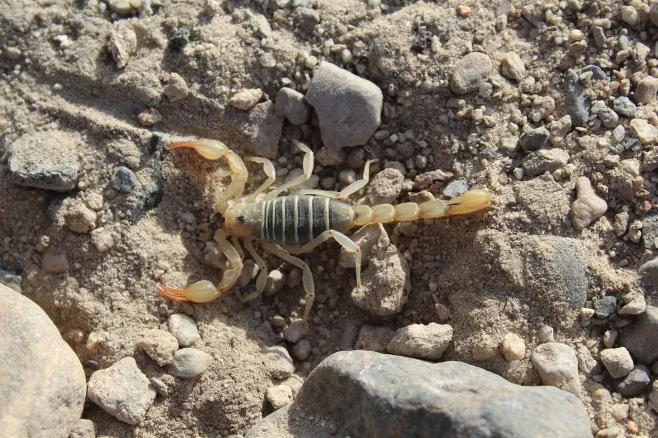 Scorpio – The Prehistoric Scorpion’s Survival Obsession (Image Credits: Pexels)