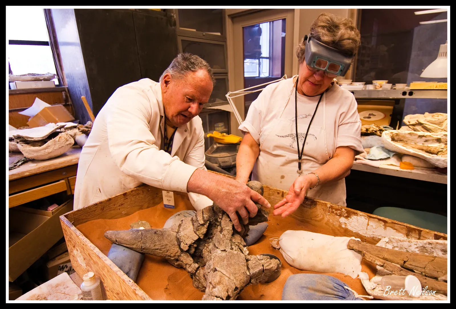 From Field to Lab: The Painstaking Art of Fossil Preparation (Image Credits: Wikimedia)