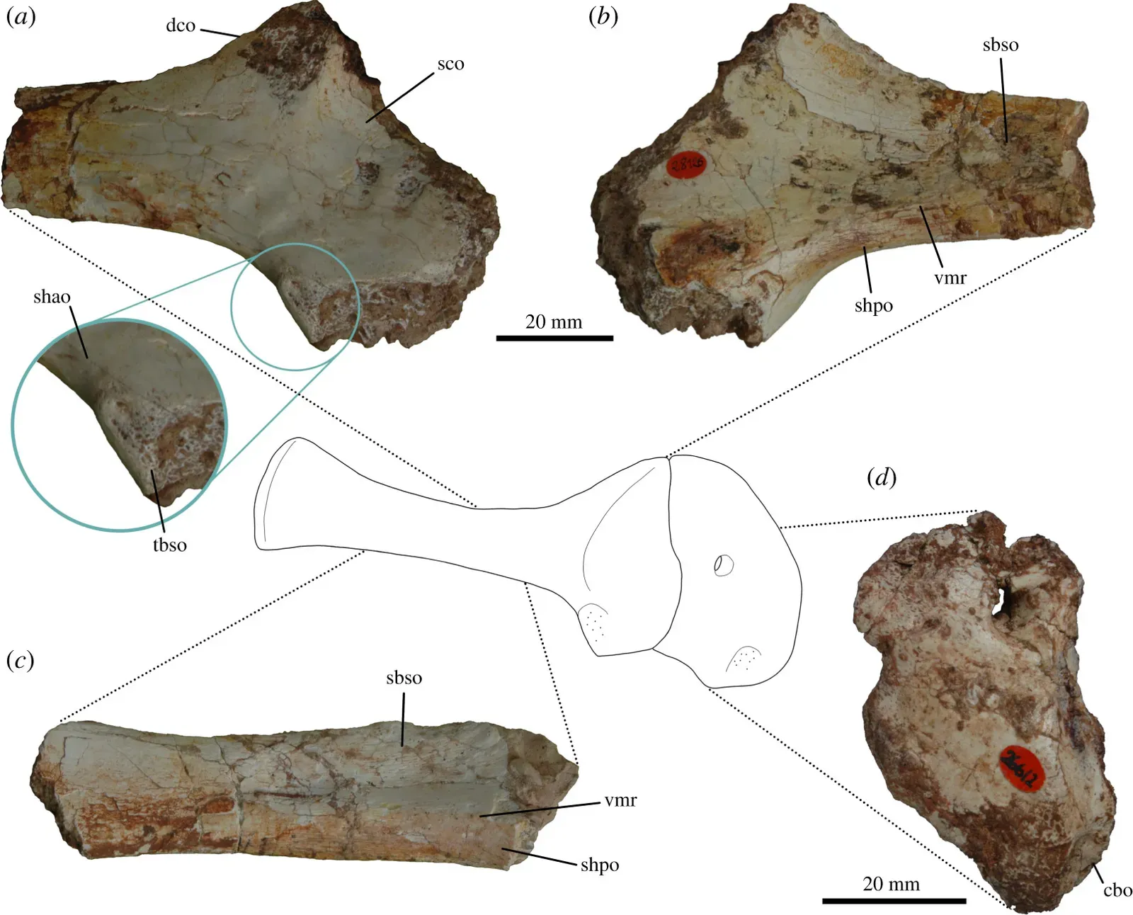 Wyoming Discovery Challenges Dinosaur Origin Theories (Image Credits: Wikimedia)