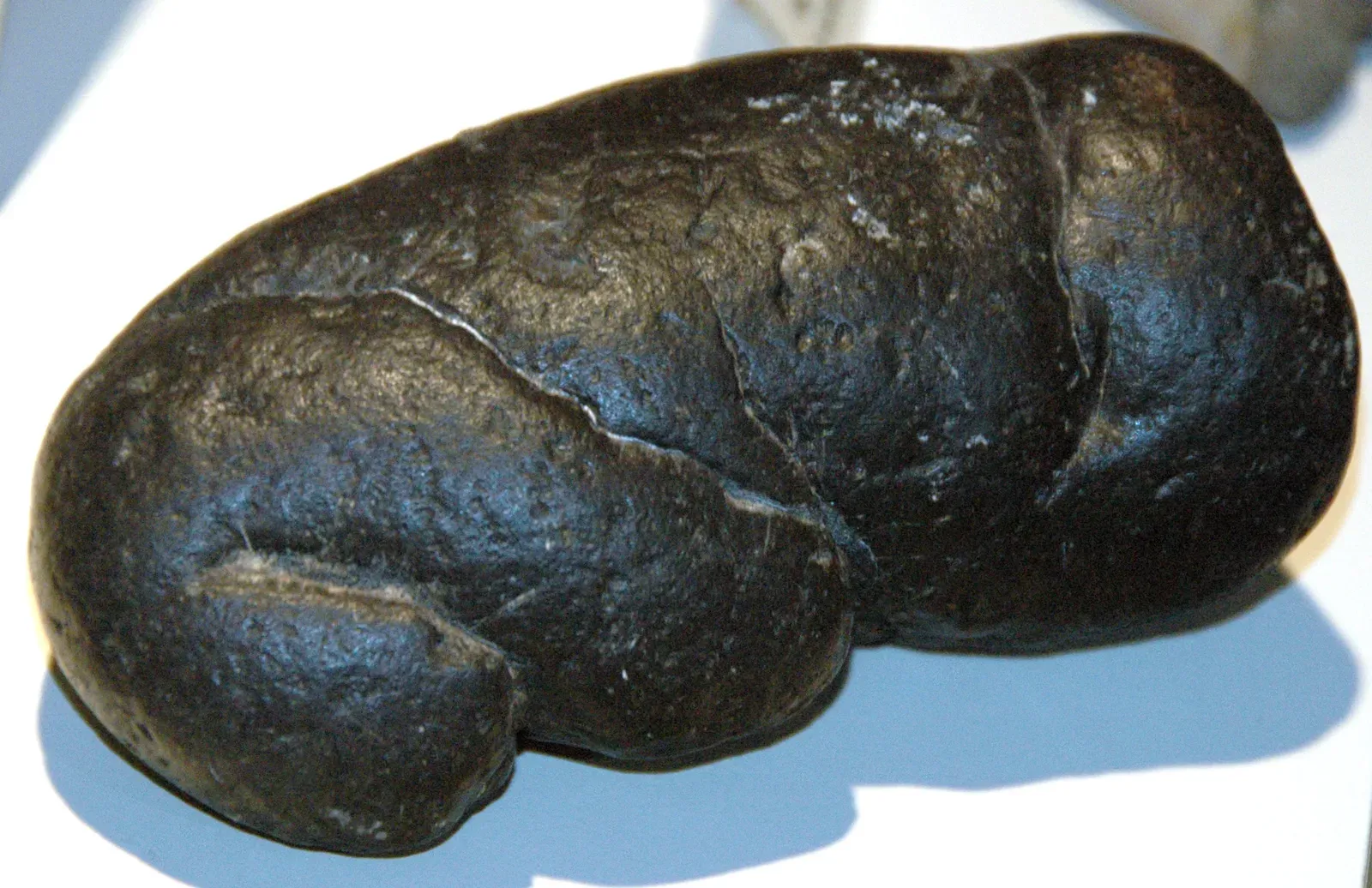 The Science Of Coprolites: Why Poop Became A Superstar In Archaeology (Giant white shark coprolite (Miocene; coastal waters of South Carolina, USA), CC BY 2.0)