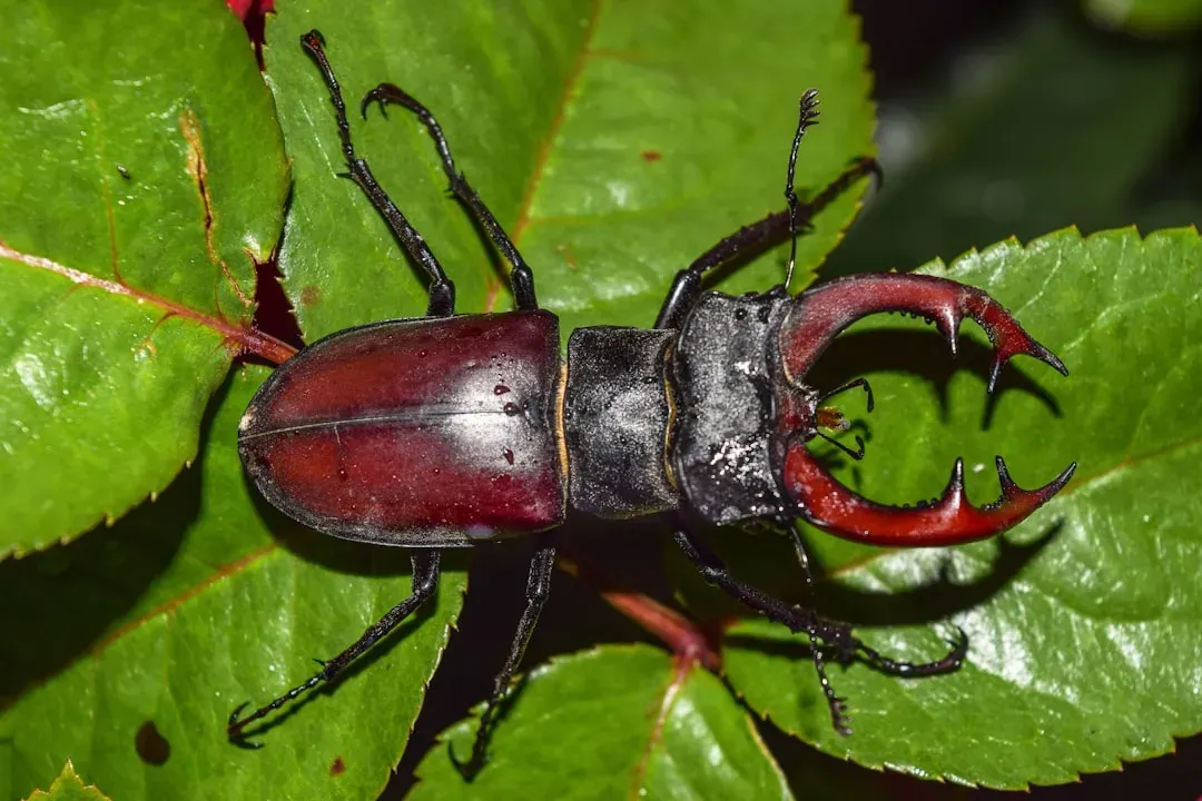 Modern Echoes: Today’s Largest Insects And What They Tell Us (Image Credits: Unsplash)