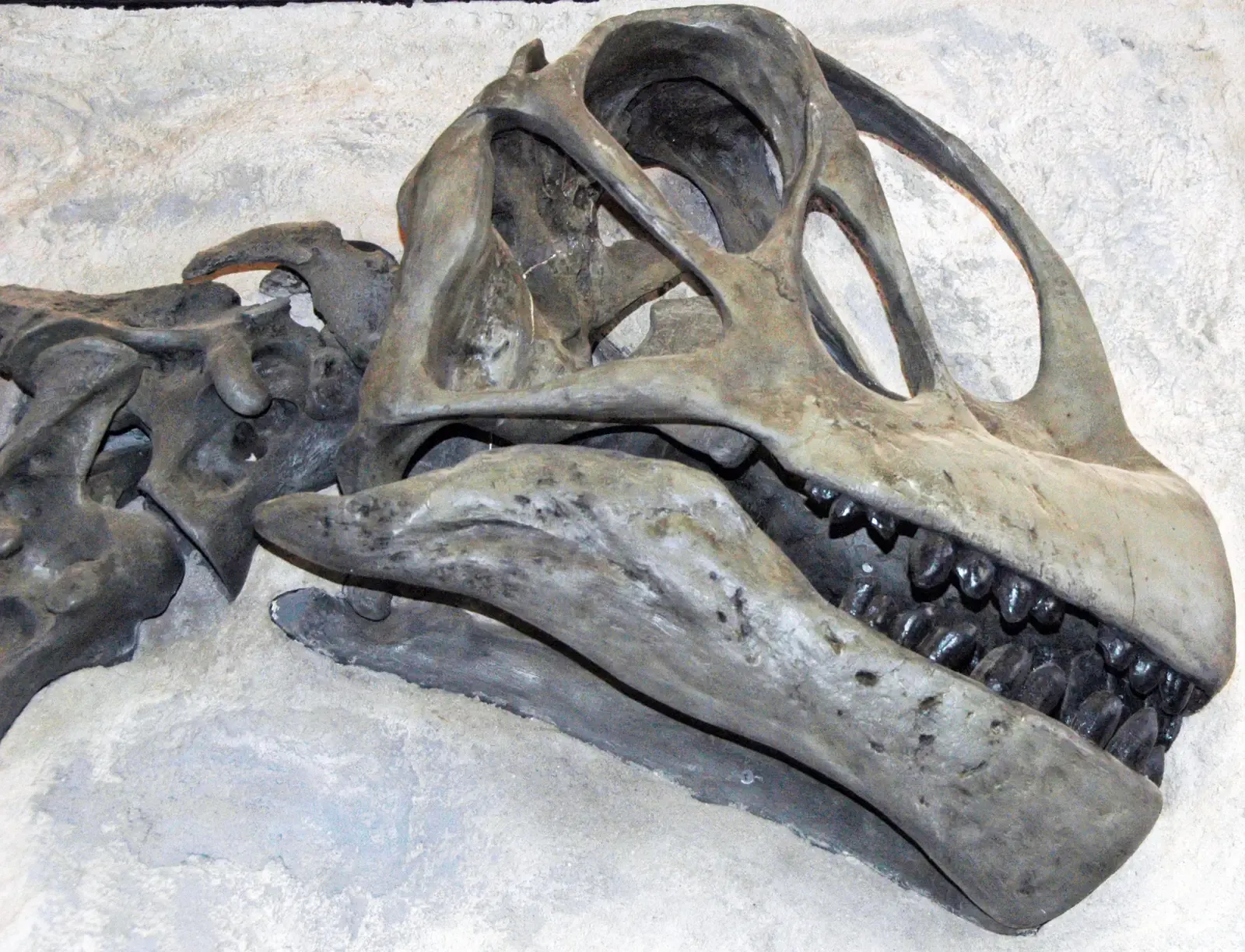 Reading the Last Meal: Dental Microwear Analysis (By James St. John, CC BY 2.0)