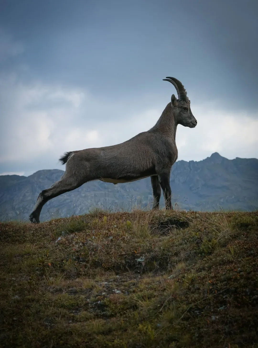 Capricorn – The Iron-Armored Goat (Image Credits: Unsplash)