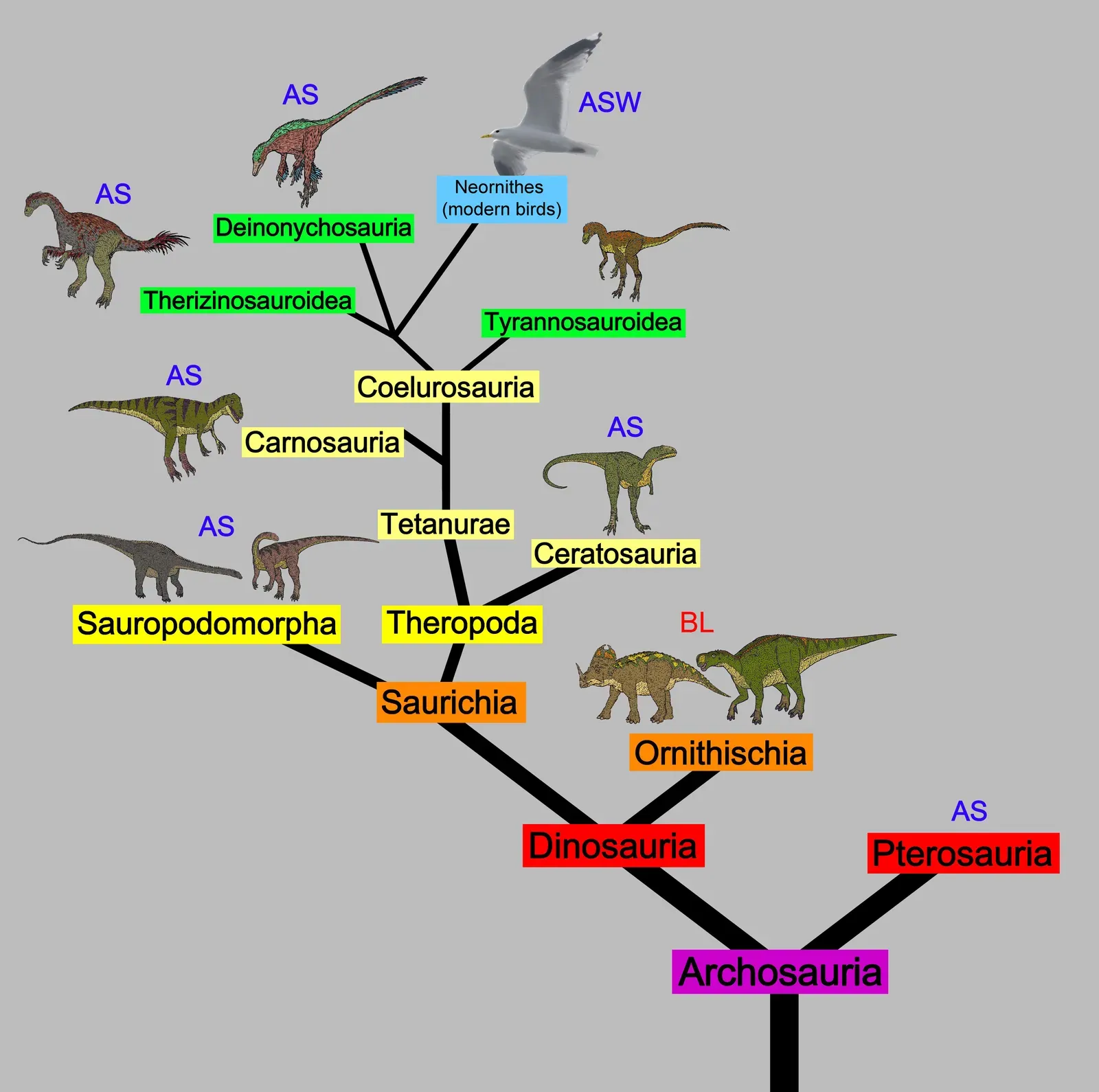 The Evolutionary Family Tree That Places Fossils in Time (Image Credits: Wikimedia)