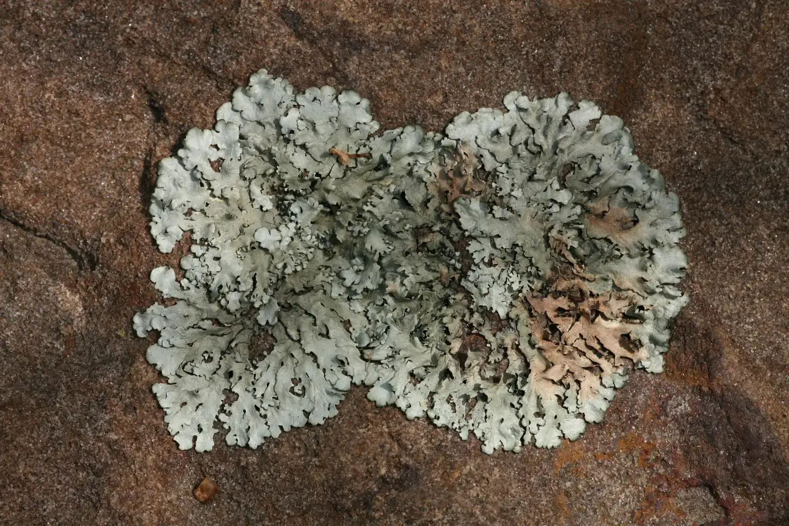 #2: Foliose Lichens – Leafy Rosettes on Stone (By Daniel Schwen, CC BY-SA 4.0)