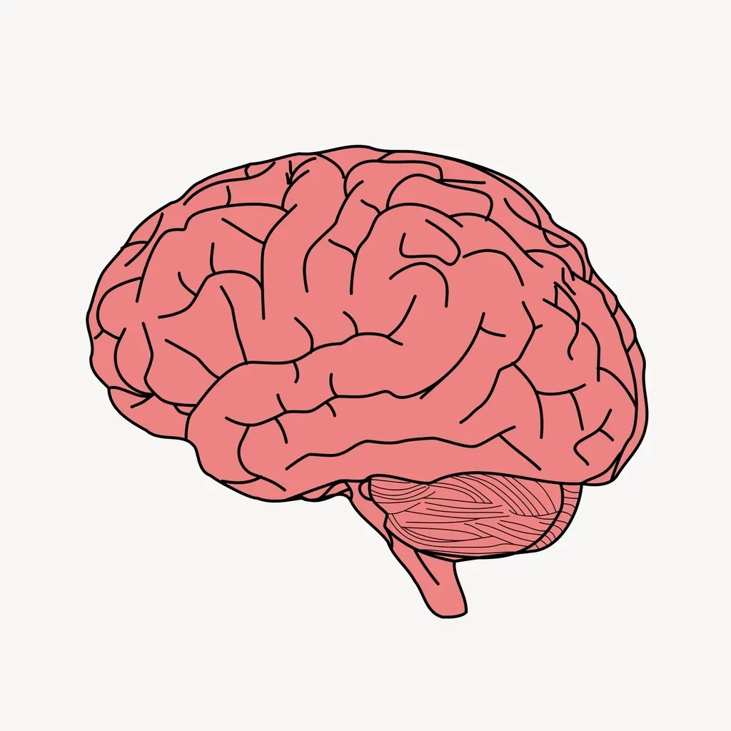 Brains Built for Language: What Changed Inside Your Head (Image Credits: Rawpixel)