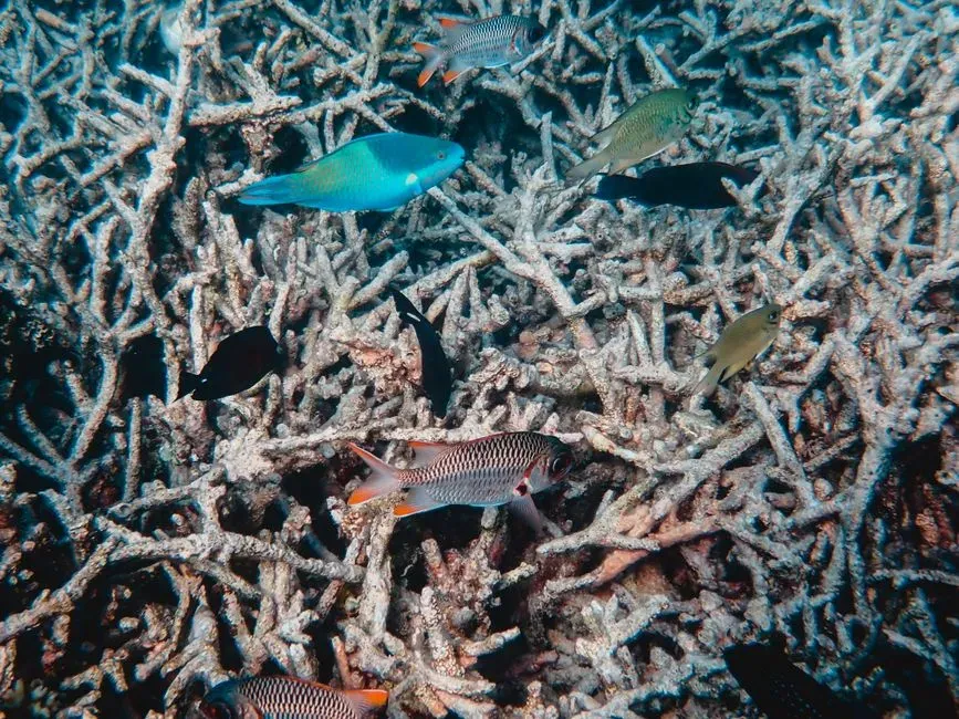 #5 - A Bleached Coral Reef Isn't Necessarily a Dead Reef (Image Credits: Pexels)