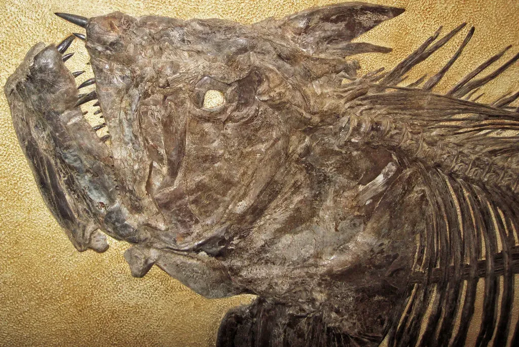 2. A Bulldozer in Nebraska Meets a Sea Monster: The Niobrara Fossil Bonanza (James St. John, Flickr, CC BY 2.0)