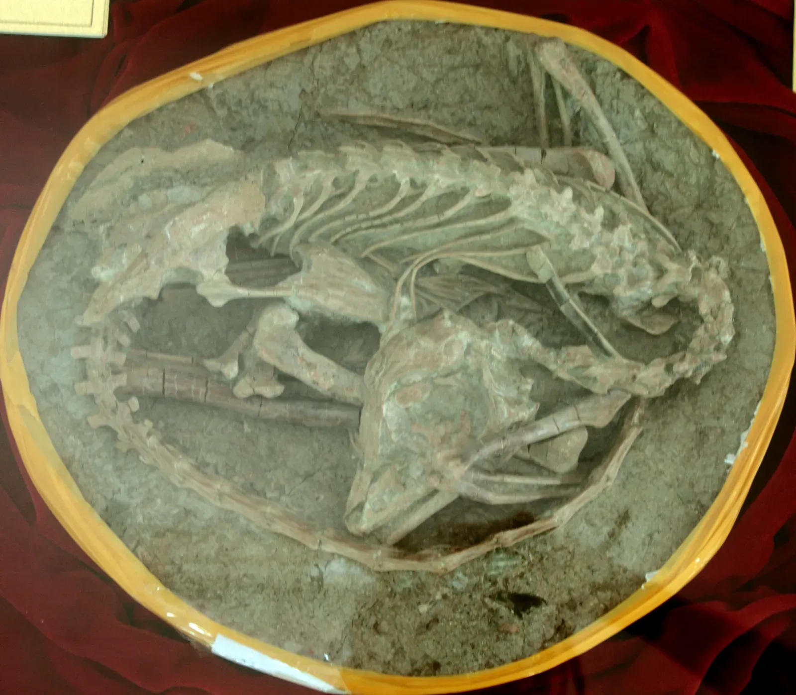 #2 - Sleeping Curled Up With the Head Tucked Under a Wing (Mei Long: Shandong Tianyu Museum of NatureUploaded by FunkMonk, CC BY-SA 2.0)
