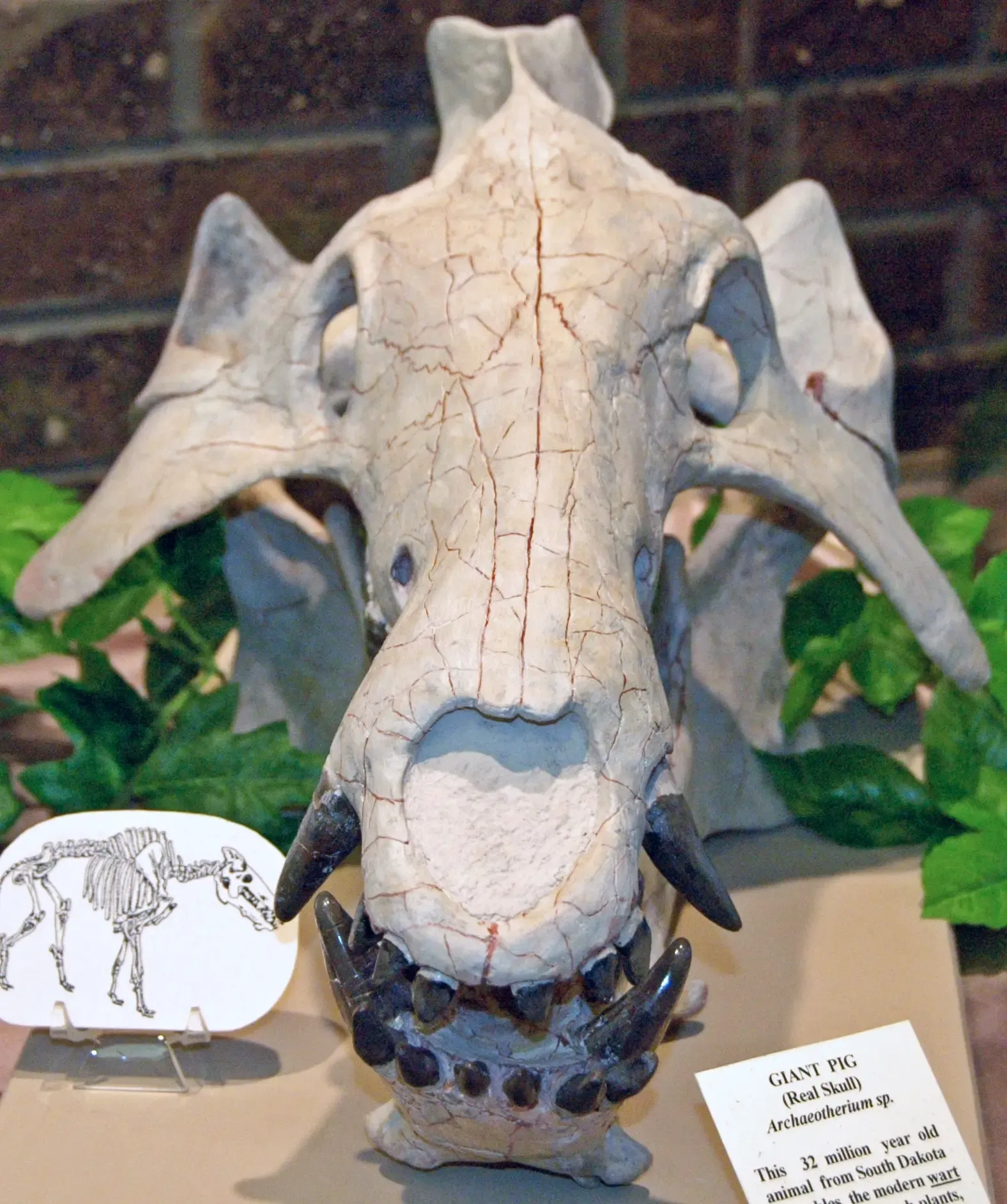 13. "Hell Pigs": Nightmares Built on Incomplete Skeletons (Archaeotherium sp. fossil giant pig skull (White River Group, Oligocene, ~32 Ma; South Dakota, USA) 2, CC BY 2.0)