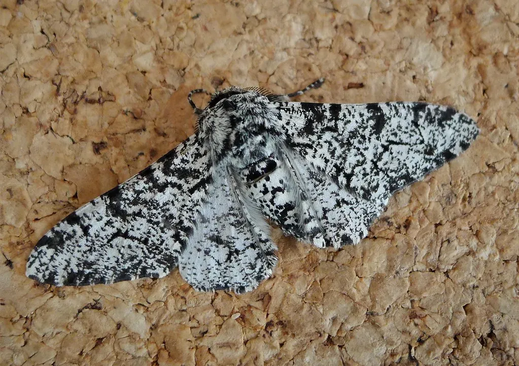11. The Peppered Moth Showed Evolution Happening in Real Time (gailhampshire, Flickr, CC BY 2.0)
